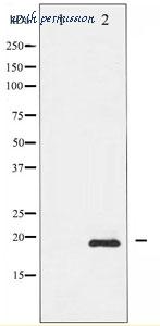 MyBioSource MBS8511201 image 1