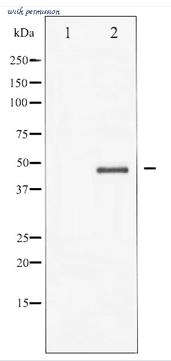 MyBioSource MBS8511731 image 1