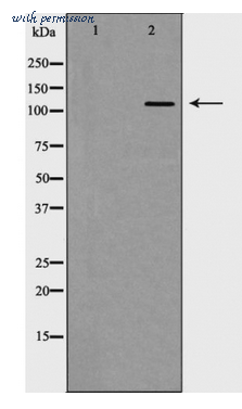 MyBioSource MBS8511874 image 1