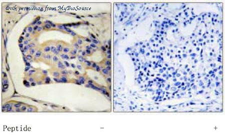 MyBioSource MBS851275 image 1