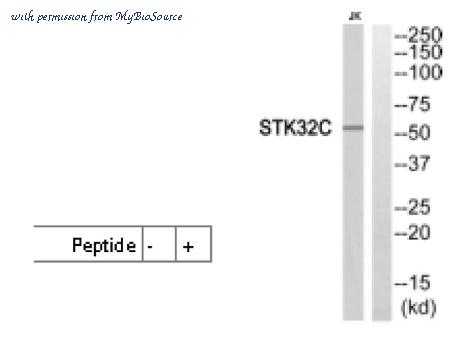 MyBioSource MBS851275 image 2