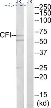 MyBioSource MBS851348 image 1