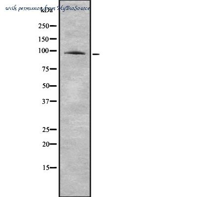 MyBioSource MBS8513555 image 1