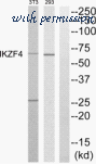MyBioSource MBS851571 image 1