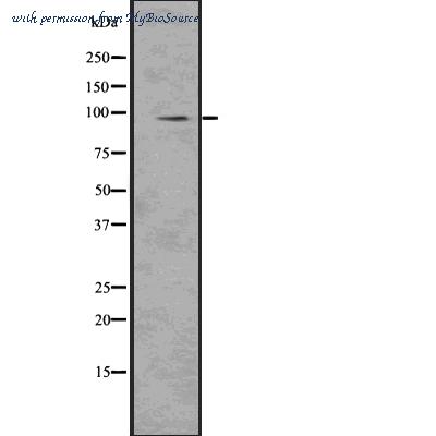 MyBioSource MBS8516924 image 1