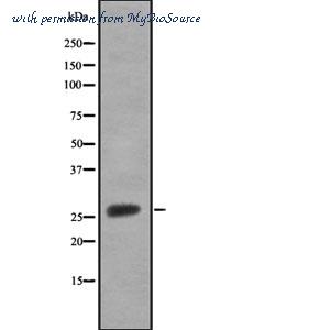 MyBioSource MBS8517575 image 1