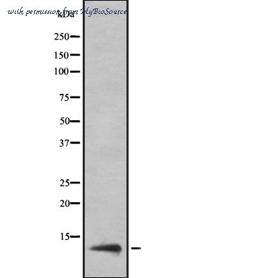 MyBioSource MBS8517847 image 1
