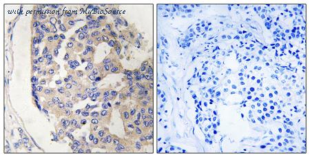 MyBioSource MBS851785 image 1