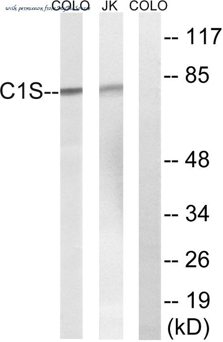 MyBioSource MBS851785 image 2