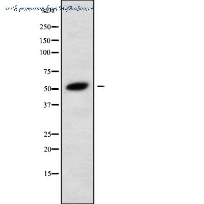 MyBioSource MBS8518708 image 1