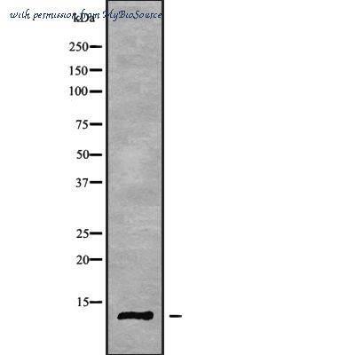 MyBioSource MBS8518915 image 1