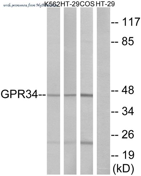 MyBioSource MBS852090 image 1