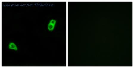MyBioSource MBS852090 image 2