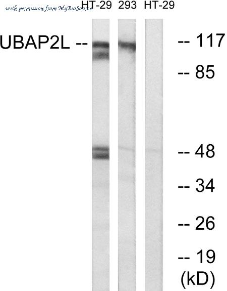 MyBioSource MBS852712 image 1