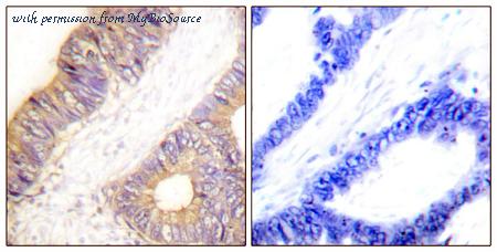 MyBioSource MBS852720 image 1