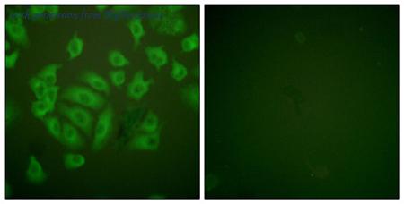 MyBioSource MBS852720 image 3