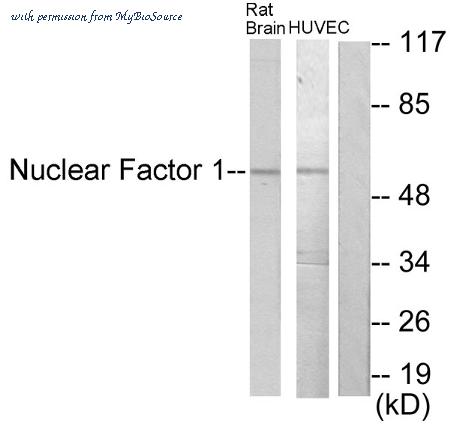 MyBioSource MBS853197 image 1