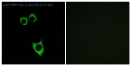 MyBioSource MBS853233 image 2