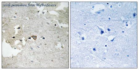 MyBioSource MBS853818 image 1