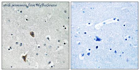 MyBioSource MBS854439 image 1
