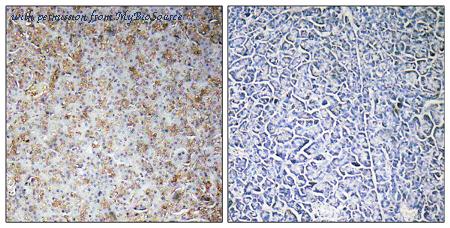 MyBioSource MBS854732 image 1