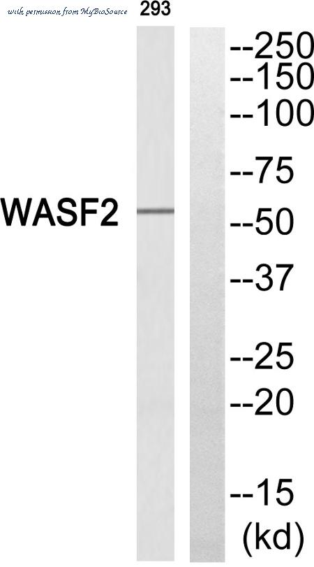 MyBioSource MBS854732 image 2