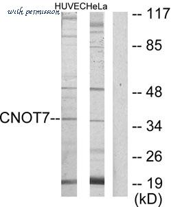 MyBioSource MBS854889 image 1