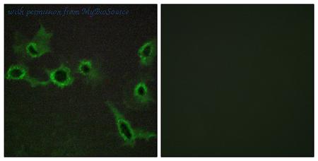 MyBioSource MBS855253 image 1