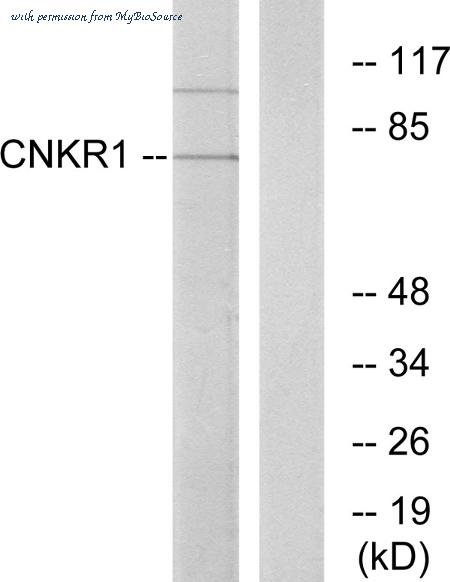 MyBioSource MBS855285 image 1