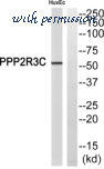 MyBioSource MBS855385 image 1