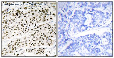 MyBioSource MBS855740 image 1