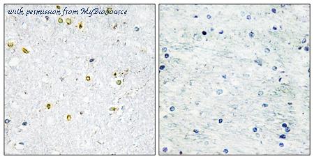 MyBioSource MBS855796 image 1