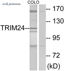 MyBioSource MBS855796 image 2