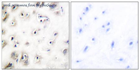 MyBioSource MBS856175 image 1
