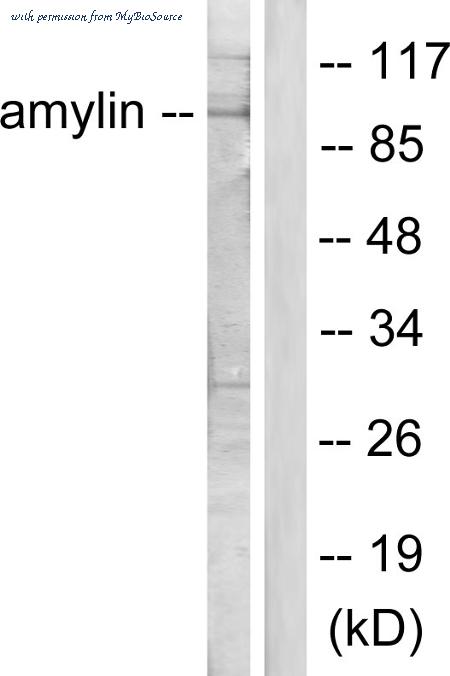 MyBioSource MBS856175 image 2