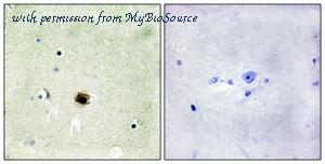 MyBioSource MBS856208 image 1