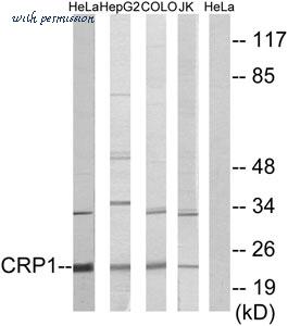 MyBioSource MBS856208 image 2