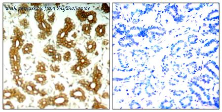 MyBioSource MBS856652 image 1