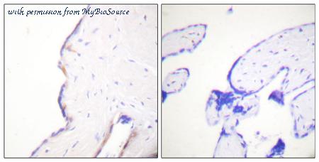 MyBioSource MBS858824 image 1