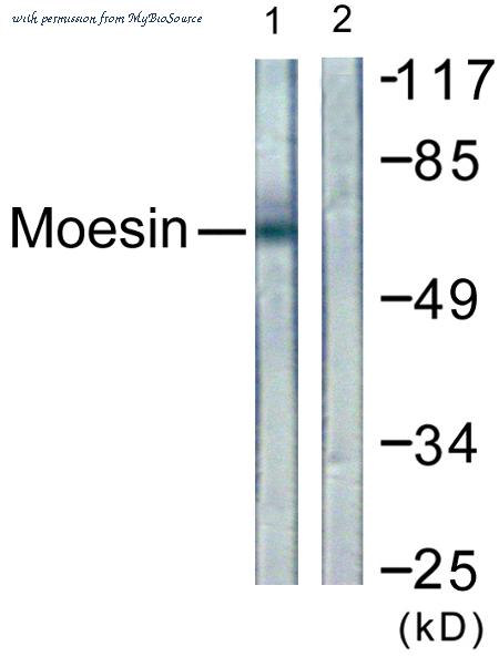 MyBioSource MBS858824 image 2