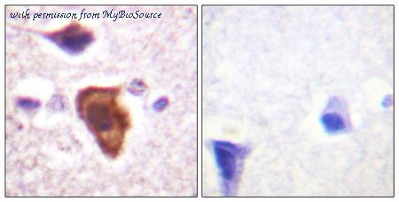 MyBioSource MBS859654 image 1