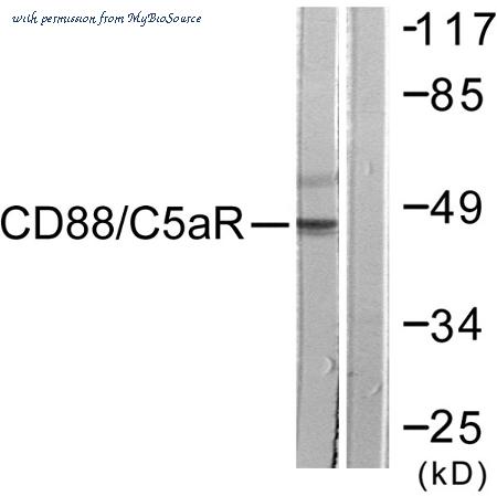 MyBioSource MBS859654 image 2
