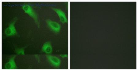 MyBioSource MBS859654 image 3