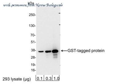 Novus Biologicals NB600-326 image 1