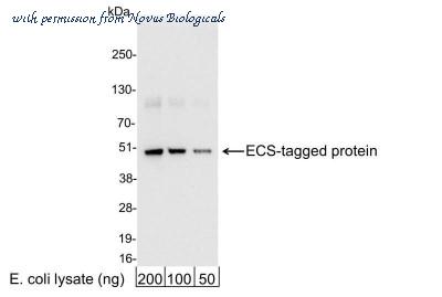 Novus Biologicals NB600-345 image 1