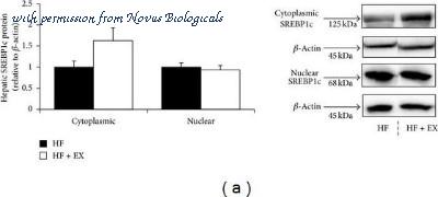 Novus Biologicals NB600-582 image 1