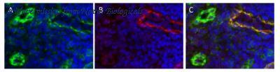 Novus Biologicals NB600-1005 image 1