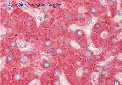 Novus Biologicals NB600-610 image 1