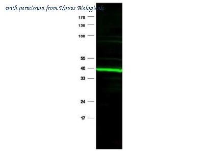 Novus Biologicals NB600-637 image 1