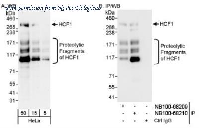 Novus Biologicals NB100-68210 image 1